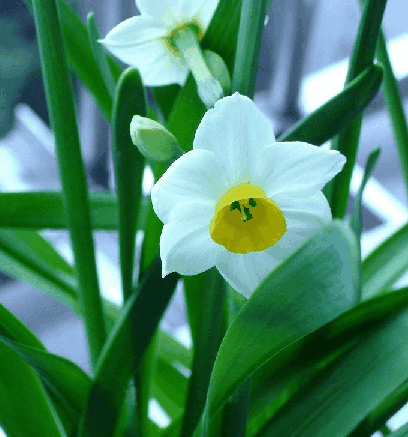 ˮ��Narcissus tazetta L.var. chinensis Roem.