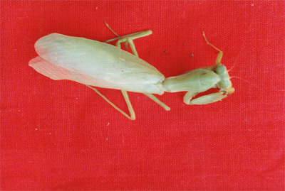 ����Tenodera sinensis Saussure