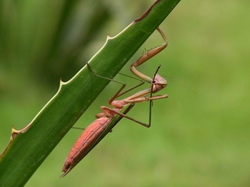 С����Statilia maculata (Thunberg)