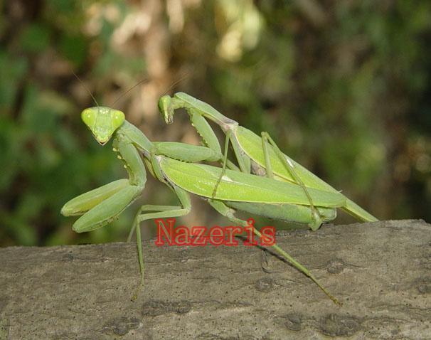 �㸹���Hierodula patellifera Serville