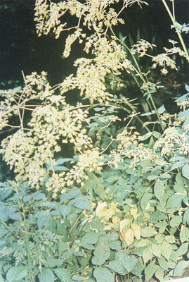 �س�ë����Angelica biserrata (Shan et Yuan) Yuan et Shan